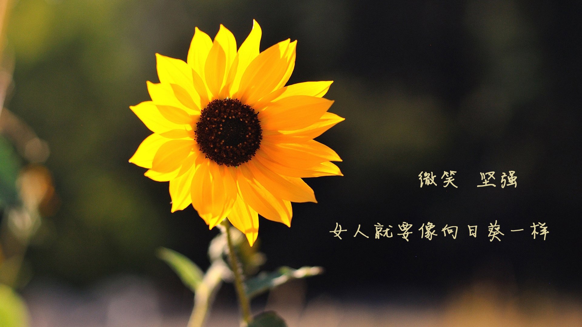 潜水装备名称图示图片（潜水装备的名称）